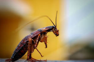 Standing Brown Banded Cockroach Wallpaper