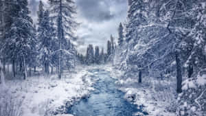 Standing In Awe At The Beauty Of A Winter Forest Wallpaper