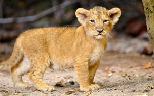 Standing Lion Cub Wallpaper