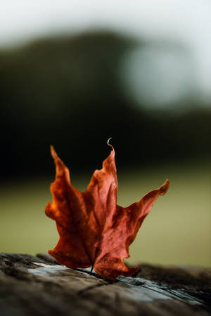 Standing Maples Leaves Wallpaper