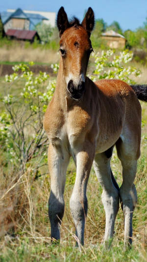 Standing Young Male Pony Foal Wallpaper