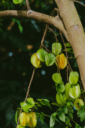 Star Fruit On Tree Branch Wallpaper