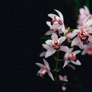 Star Shaped Orchids Wallpaper