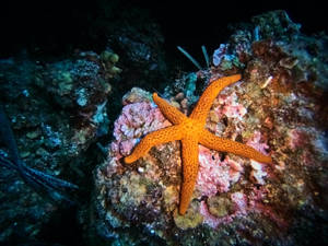 Starfish Coral Wallpaper