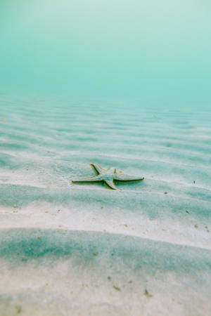 Starfish In Ocean Blue Waters Wallpaper