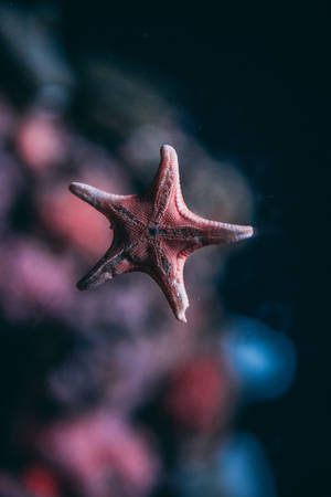 Starfish In Sea Wallpaper