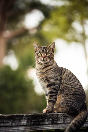 Staring Calico Cat