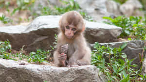 Staring Cute Monkey Photo Wallpaper