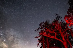 Starry Dark Red Trees Wallpaper