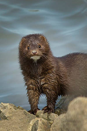 Stately Brown Mink In Natural Habitat Wallpaper