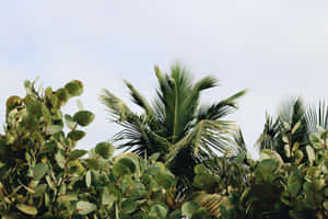 Stay Connected To The Natural World With This Stunning Plant Aesthetic Laptop! Wallpaper