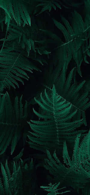 Stay On Trend With The Olive Green Iphone Wallpaper