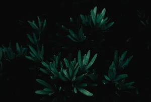 Stay Vibrant With The Natural Green Elements Wallpaper