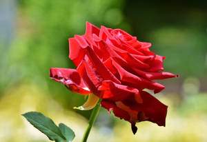 Stem Of Red Rose Flower Desktop Wallpaper