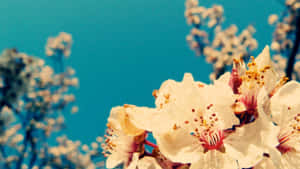 Step Into Spring With This Aesthetic Desktop Wallpaper! Wallpaper