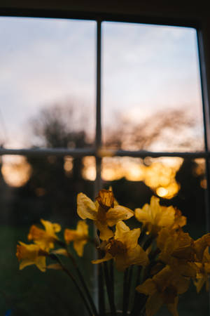 Still Life Daffodils Wallpaper