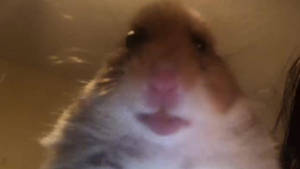 Stoic Hamster Face Meme Wallpaper