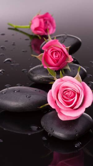 Stones And Pink Rose Iphone Wallpaper