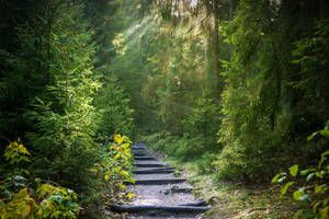 Straightforward Trail In The Woods Wallpaper