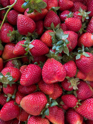 Strawberry Fruit Bright Red Colors Wallpaper