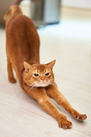 Stretching Abyssinian Cat Wallpaper
