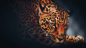 Striking Black Jaguar On The Prowl Wallpaper