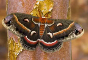Striking Giant Cecropia Silkmoth Insect Wallpaper