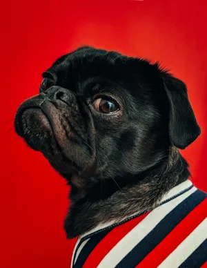 Stripe Shirt Pug Dog Wallpaper