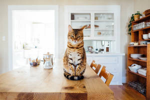 Striped Cat On Table Wallpaper