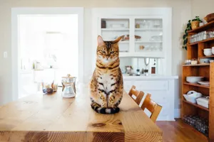 Striped Cat On Table Wallpaper