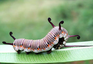 Striped Caterpillar Insect Wallpaper