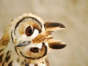 Striped Cute Owl Wallpaper