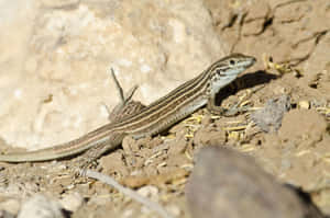 Striped Lizard Sunbathingon Rocks.jpg Wallpaper