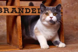 Striped, Thick, Cat Wallpaper