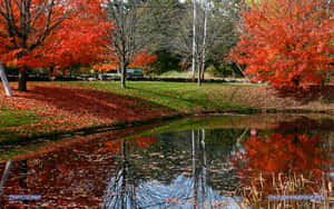 Stroll Through A Serene New England Autumn Wallpaper