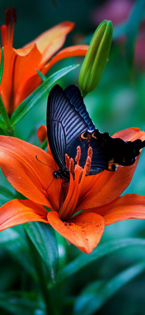 Stunnig Butterfly Iphone Theme Display Wallpaper