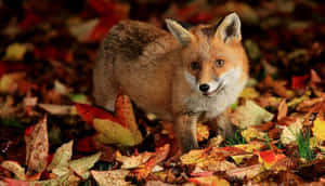 Stunning Arctic Fox In Icy Wilderness Wallpaper