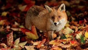 Stunning Arctic Fox In Icy Wilderness Wallpaper