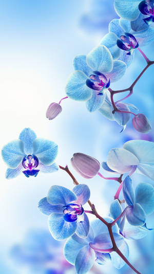 Stunning Blue Orchids Wallpaper