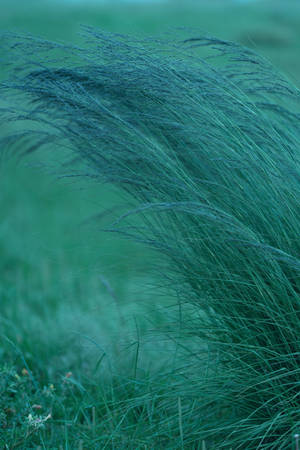 Stunning Bushy Native Grass On 8k Phone Wallpaper Wallpaper