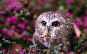 Stunning Cute Owl Wallpaper