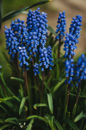 Stunning Display Of Grape Hyacinths - Blue Flowers For Your Phone Wallpaper