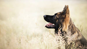 Stunning German Shepherd Dog Wallpaper