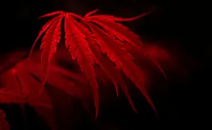 Stunning Gradient Of Red Dope Illustration Wallpaper