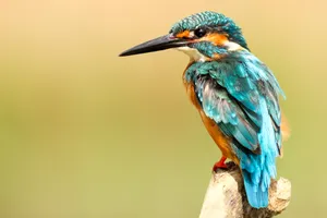 Stunning Kingfisher Bird Wallpaper