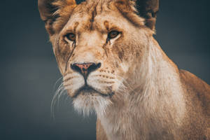 Stunning Lioness Closeup Wallpaper
