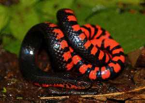 Stunning Pattern Of A Mud Snake Wallpaper