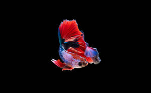 Stunning Siamese Fighting Fish In 4k Ultra Hd Wallpaper