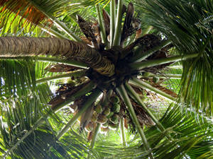 Stunning Tropical Beauty - Perspective View Of A Coconut Tree Wallpaper