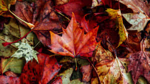 Stunning View Of 4k Fall Foliage From A Peak Overlooking A Nearby River Wallpaper